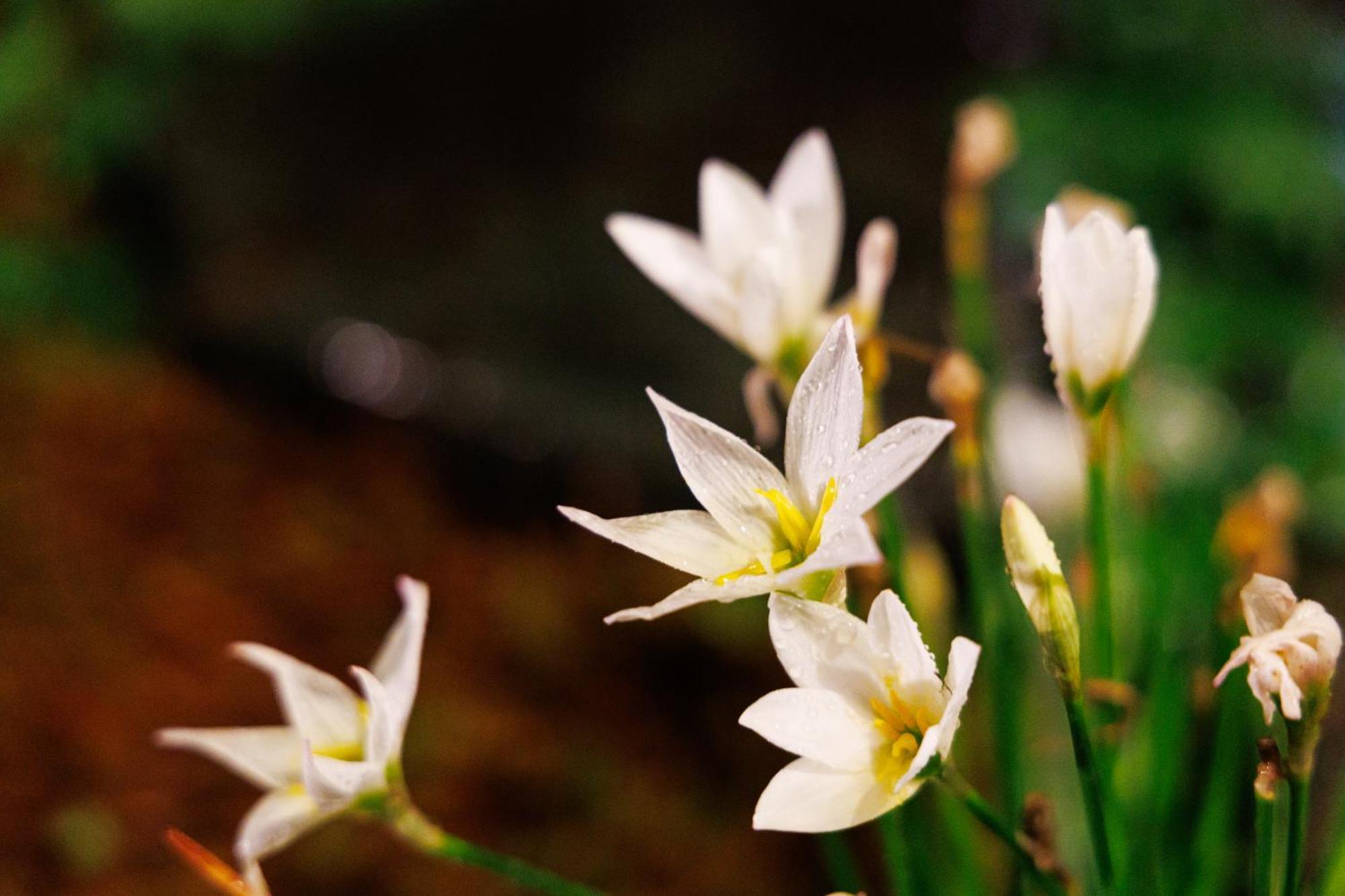 Kanazawa Seiren Le Lotus Bleu المظهر الخارجي الصورة